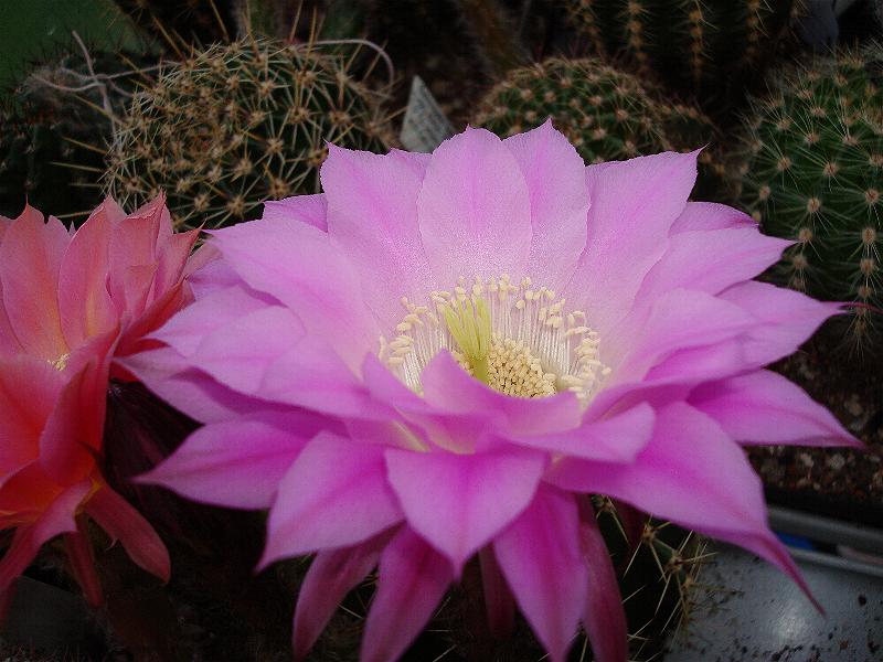 Echinopsis ' Lochinvar